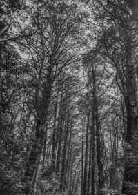 Low angle view of trees in forest