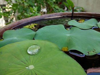 Close-up of water drops on leaves floating on lake