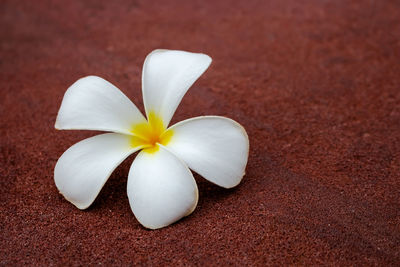 Close-up of white frangipani flower