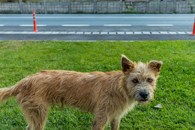 View of a dog on field