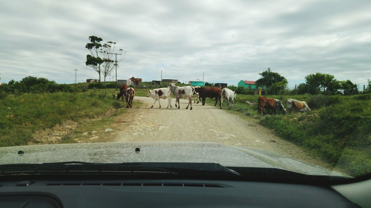 HORSE CART ON ROAD