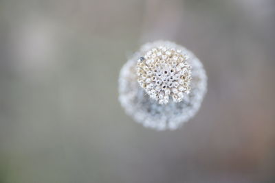 Directly above shot of small white flower