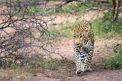 Leopard walking at zoo