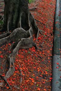 Close-up of tree trunk during autumn