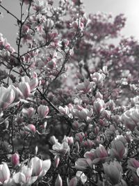 Close-up of cherry blossoms in spring