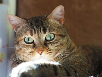 Close-up portrait of cat