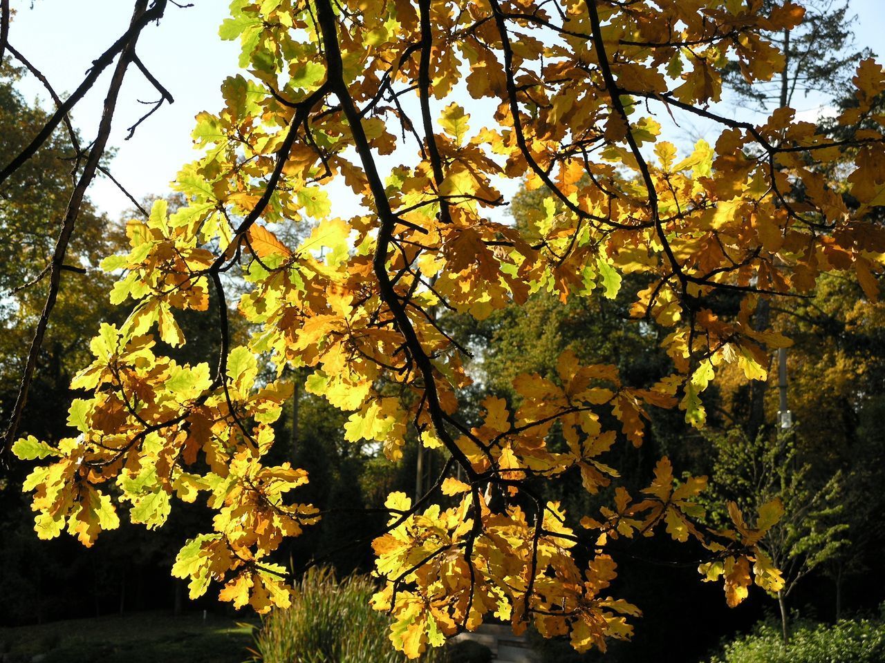 LOW ANGLE VIEW OF YELLOW MAPLE LEAVES AGAINST TREE