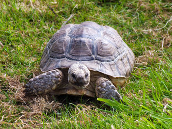 Close-up of turtle on field