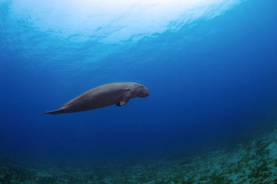 Close-up of animal swimming in sea