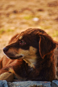 Close-up of dog looking away while sitting on field