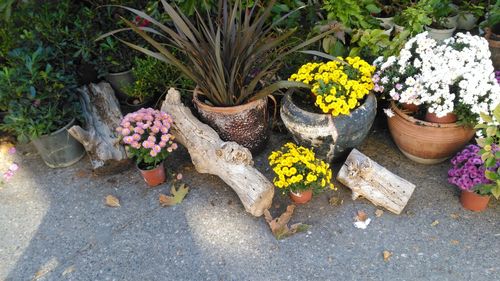 High angle view of potted plants