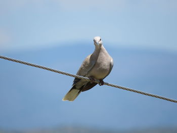 Low angle view of bird perching on cable against sky