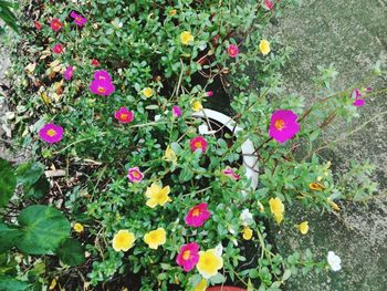 High angle view of various flowers blooming outdoors