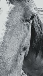Close-up of horse against sky