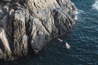 High angle view of bird swimming in sea