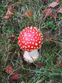 High angle view of fly agaric mushroom on field