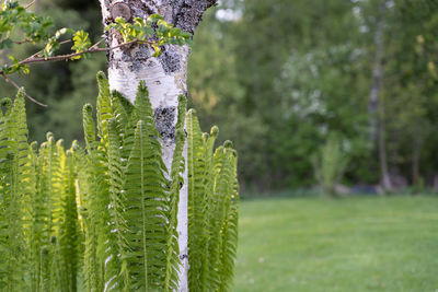 Close-up of lizard on tree trunk in forest