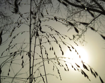 Low angle view of silhouette birds flying against sky