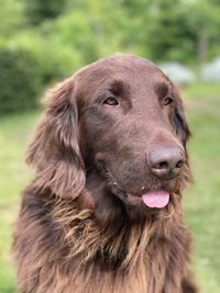 Close-up of dog looking away
