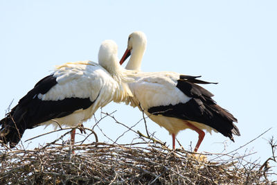 Low angle view of birds perching on plant against sky