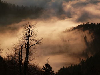 Silhouette tree in forest against sky at sunset