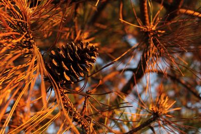 Close-up of dried plant