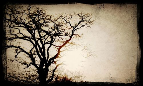 Low angle view of bare trees against sky