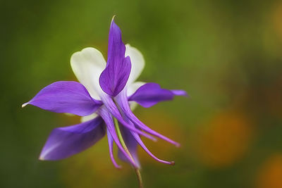 Close-up of purple flowering plant