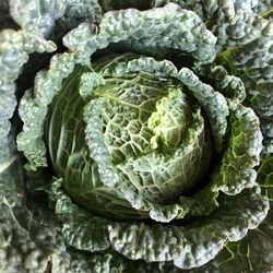 Full frame shot of cabbage