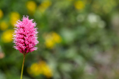 Close-up of pink flowering plant