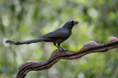 Close-up of bird perching on branch