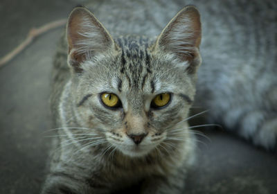 Close-up portrait of tabby cat