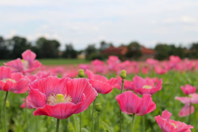 Close-up of pink flowering plants on field