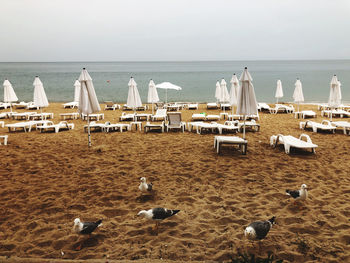 Seagull meeting on the beachfront 