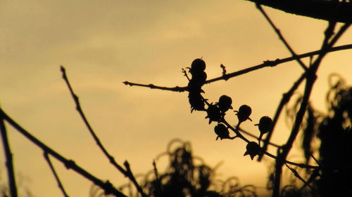 Close-up of plant against sky at sunset