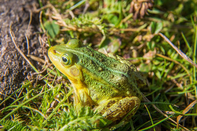 High angle view of frog on land