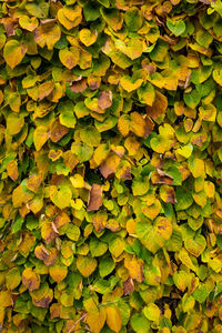 Full frame shot of yellow leaves