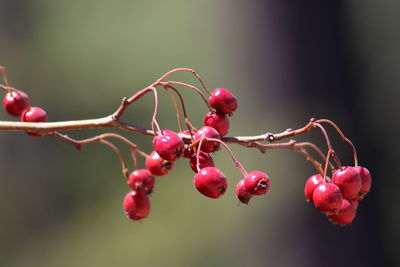 Close-up of red berries growing on tree