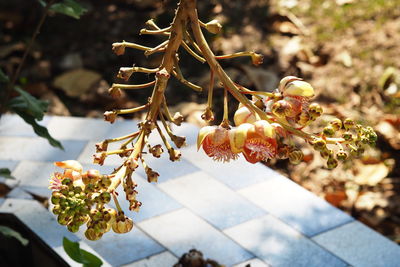 Close-up of cherry blossom on tree