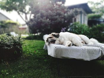 Dog sleeping on grass in yard