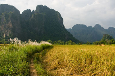 Scenic view of agricultural field against sky