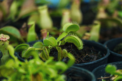 Close-up of potted venus flytrap
