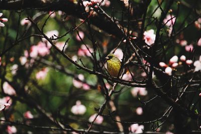 Close-up of berries on tree