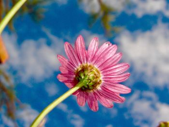 Close-up of pink flower blooming outdoors