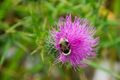 Close-up of honey bee on thistle