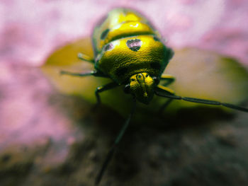 Macro shot of insect on leaf
