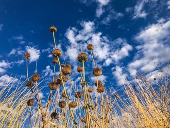 Low angle view of flowering plants on field against sky