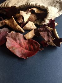 High angle view of autumn leaf