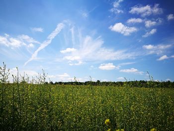 Scenic view of field against sky