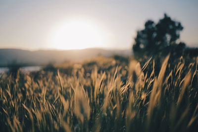 Close-up of plants growing on land during sunset